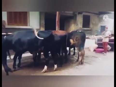 جزاره أولاد ابو نقايه شارع البحر الاعظم بالجيزة للحوم البلدي كندوز وضاني و بتلو