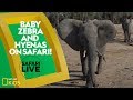 Animal Behavior and Ecology