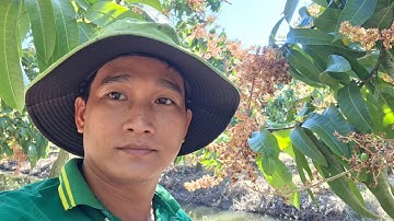 Giá xoài đài Loan hôm nay 1-12-2025