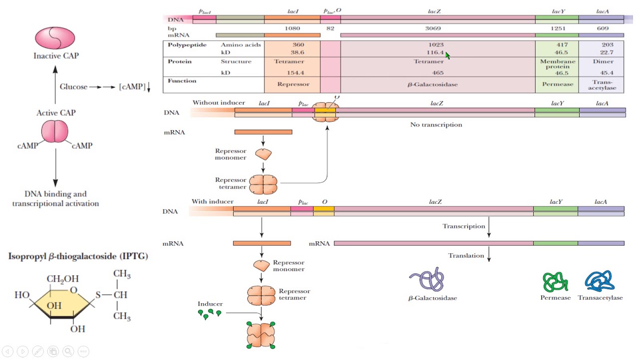 Lactose operon Lac Lactosa Gene expression genética molecular biology