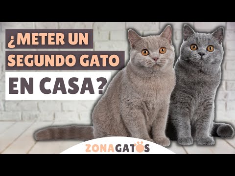 Cómo JUNTAR A DOS GATOS 🐱🐱 [paso a paso] - YouTube