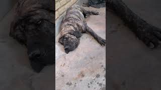 Fila Brasileiro OFB 🐶 Força, Calma e Lealdade