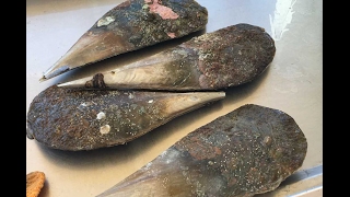 Razorfish, Smoky Bay, SA