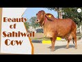 धरती साहीवाल गाय की सुंदरता मन मोह लेगी | #sahiwalcow | #Beautyofsahiwalcow | kamdhenu Gaushala |