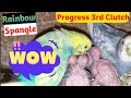 Budgies Progress 3rd Clutch | Spangle Rainbow Chicks Hatch 🐣