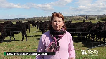 Putting Dung beetles to work