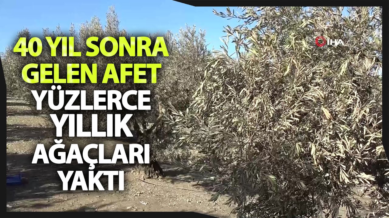 Dünyanın En Kaliteli Sofralık Zeytinlerinin Elde Edildiği Ağaçlar Aşırı Soğuktan Yandı