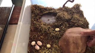 Anthill Python: Eggs on Eggs