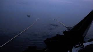 Proses Penarikan Jaring Purse Seine Di Kmn. Piposs Berau