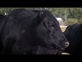 Montana cattle groups react to Trump beef import announcement