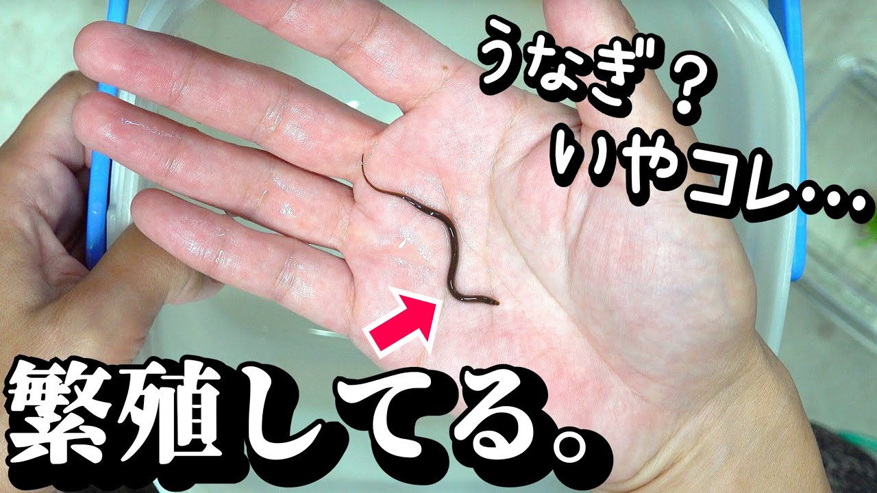 爪楊枝サイズのウナギ飼育？！これ繁殖してます。稚魚田鰻