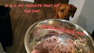 Morning Routine with a Rhodesian Ridgeback