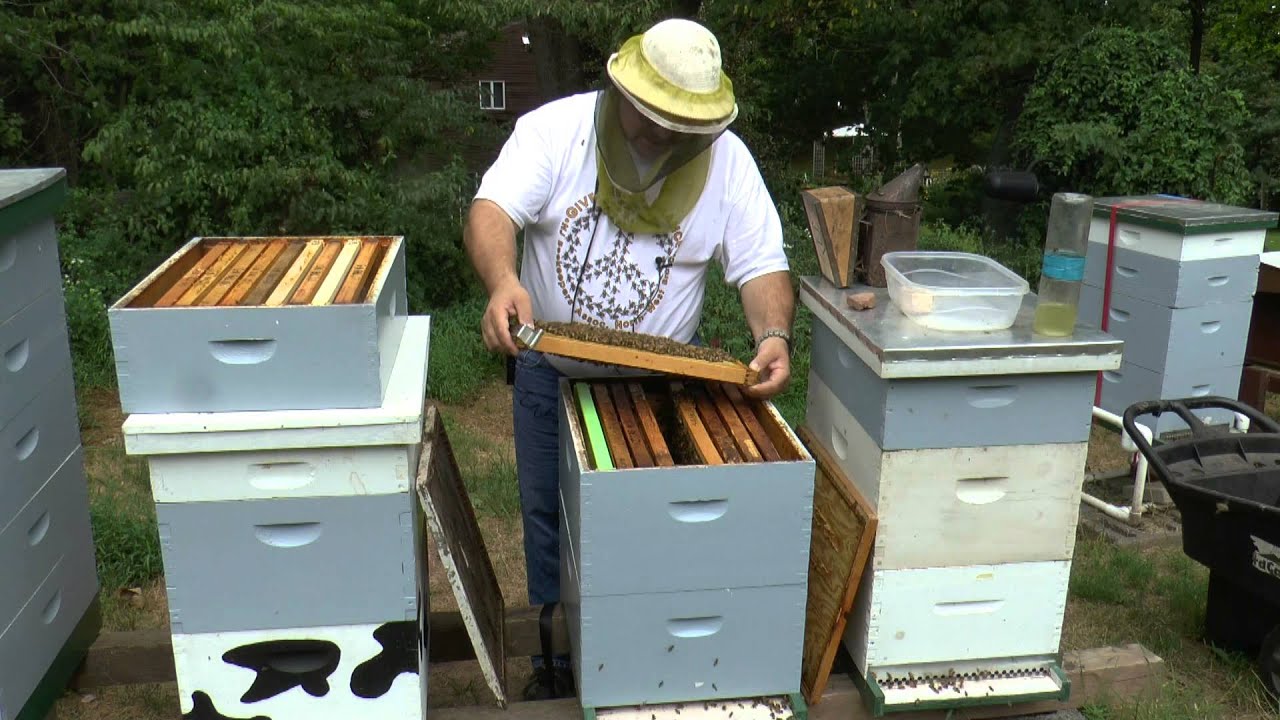 Hive Inspection and Mite Check YouTube