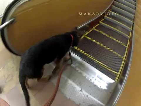 Вопрос: Как больших собак учат не бояться эскалатора?