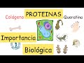 Proteínas: Función biológica @BiologiayEcologia  #Clasesdebiología