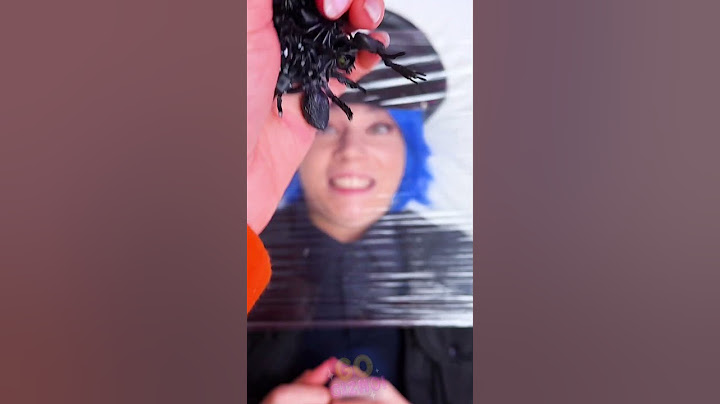 Arachno-candy-phyllia 😨 Conquer Your Fear of Sweet Spiders! #challenge