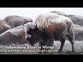 Yellowstone Bison in Winter - Free Roaming Photography
