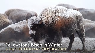 Yellowstone National Park Bison Enduring Harsh Winter Weather