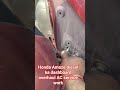 Honda Amaze diesel ka dashboard over hall AC service work#automobile #carparts #mechanic #viralvideo