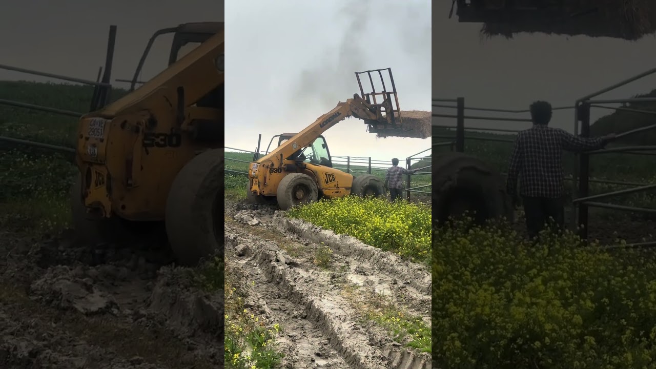 В нашей конюшне не бывает плохих дней.