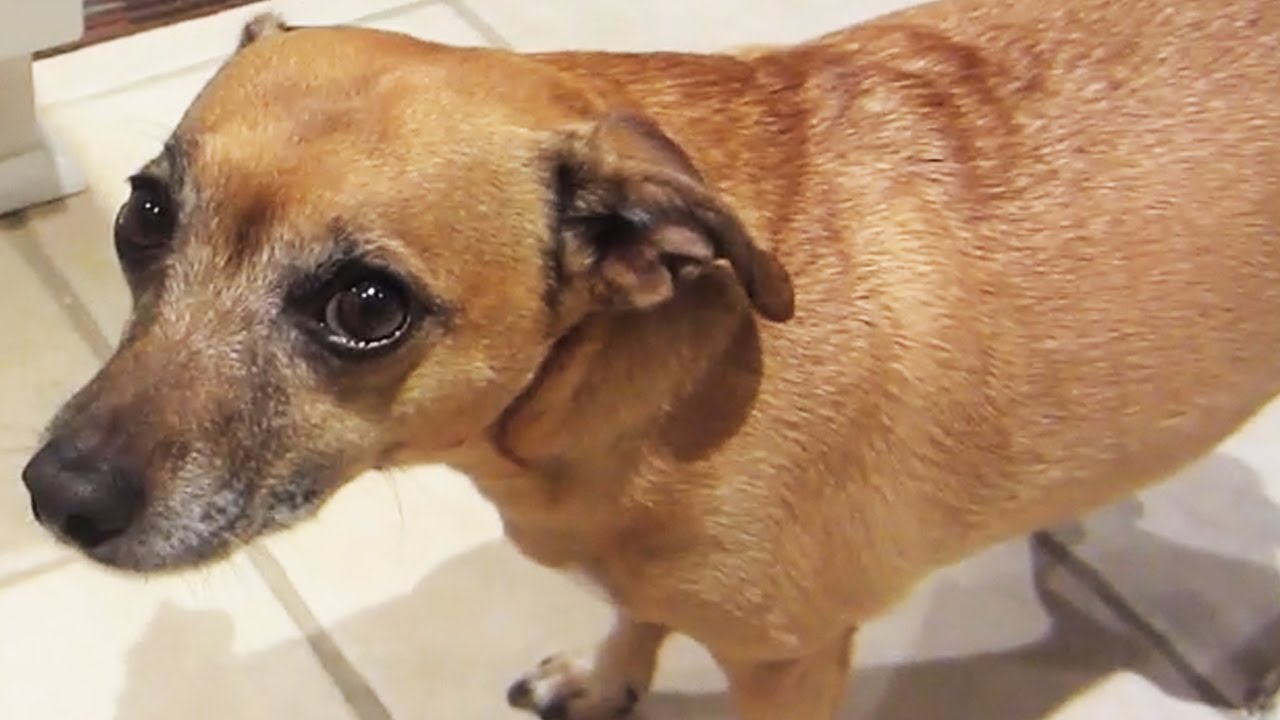 GIVE A DOG A BONE YouTube