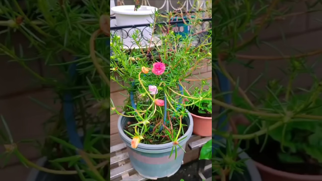 Nice grow Portulaca Flower if you can take care #shorts #viralvideo #gardening #plants #diy