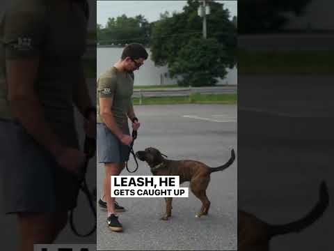 वीडियो: गंभीर गड़गड़ाहट के दौरान हीरो महिला बचा गया कुत्ता बचाता है