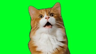 Singing Cute Cat — Green Screen Meme Template
