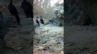 Chonchos en Sierra Vallejo
