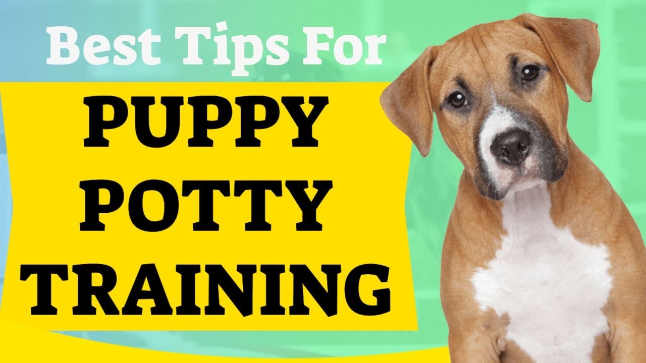 best way to potty train a puppy