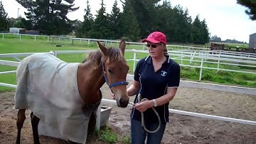 Why Your Horse May Not Like The Trailer or Float