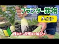【野菜】ダイコンのプランター栽培