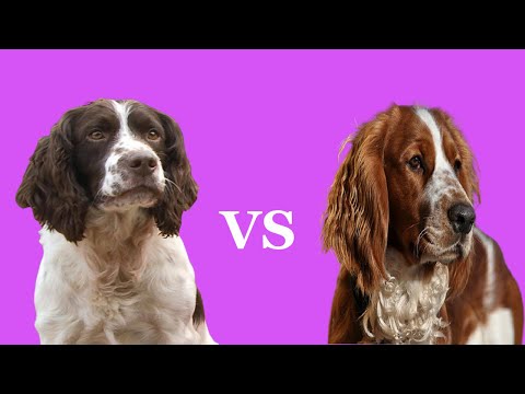 Video: Welsh Springer Spaniel Anjing Breed Hypoallergenic, Kesehatan Dan Umur