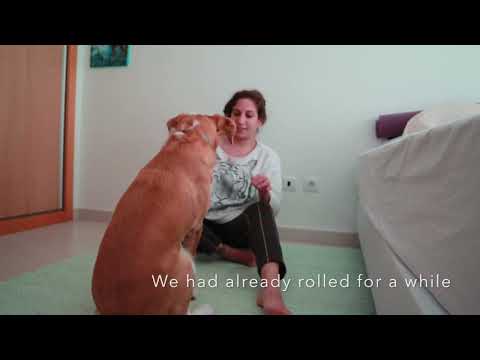 pet rehabilitates