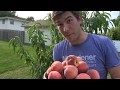 HUGE 100% Organic Peach Harvest!