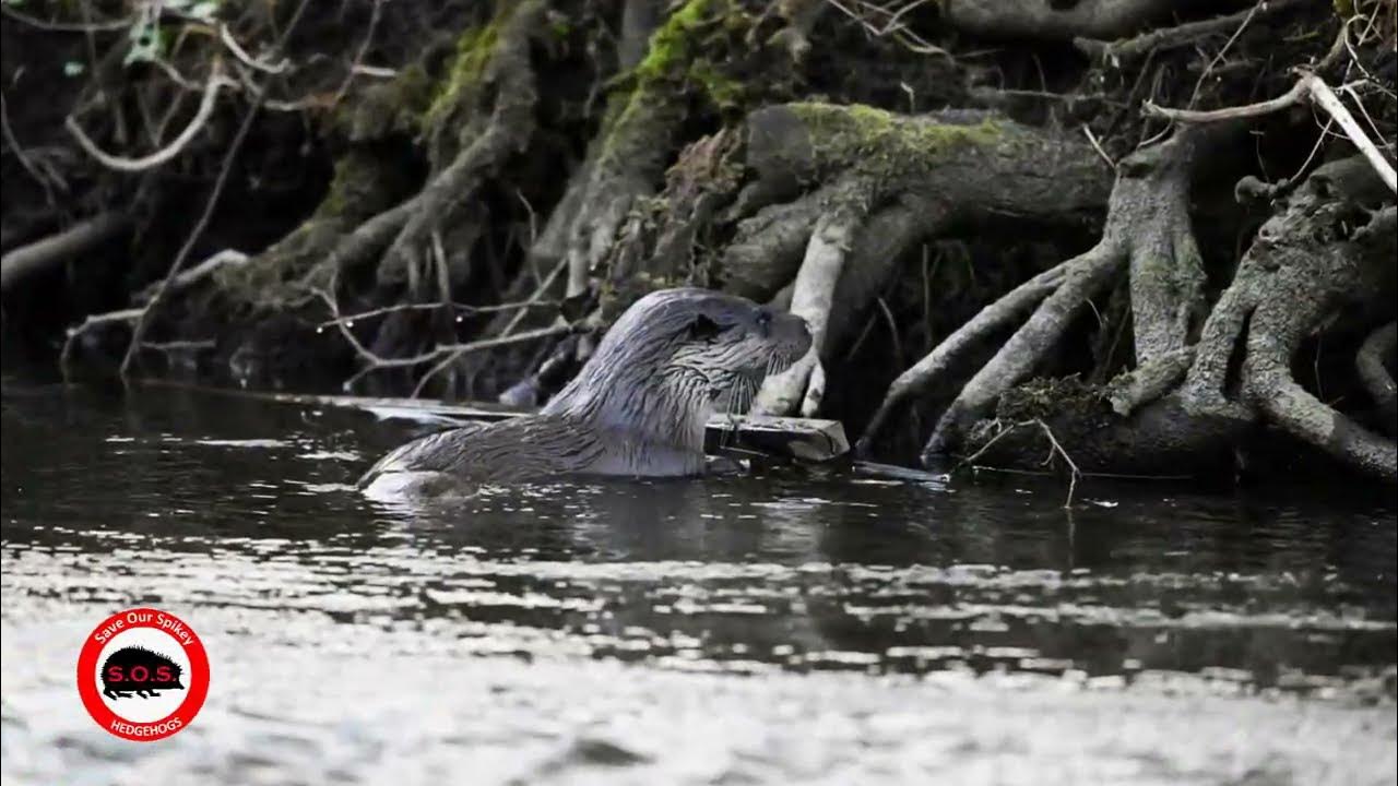 Defining and non-defining relative clauses. Frequency adverbs в английском языке. место adverbs в предложении. And is most often seen. Person quotes.