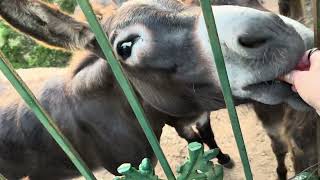 Training Donkeys With Carrots