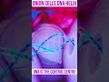 Onion Cells DNA helix .DNA is the control centre of cell activities #cellularlife #dnastorage #usa