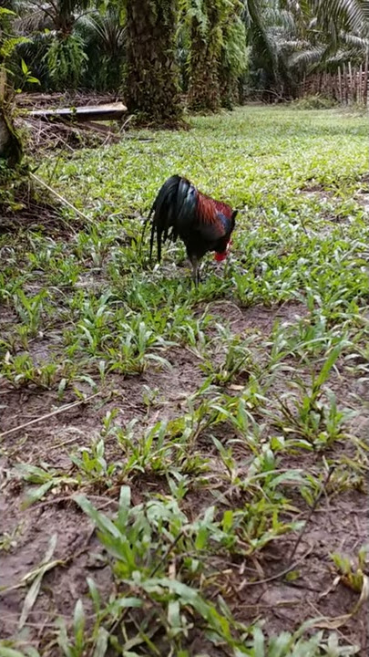 Kokok ayam hutan