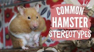 Hamster Stereotypes and Myths