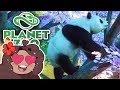 The Rise of PANDA Temple Mountain!! 🐼 Daily Planet Zoo! • Day 7