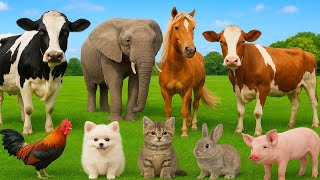 Download Lagu Explore Farm Animals: Cow, Sheep, Chicken, Goat, Tiger, Cat, Pig, Duck, Giraffe - Farm Animal Sounds MP3 Download Lagu Explore Farm Animals: Cow, Sheep, Chicken, Goat, Tiger, Cat, Pig, Duck, Giraffe - Farm Animal Sounds MP3