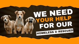 Homeless Animals Need Your Support | #streetdog #animals #love #trending