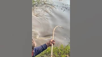 Con cá rô phi làm mồi câu cá khổng lồ kỳ lạ #cacconvat #docla #fishing