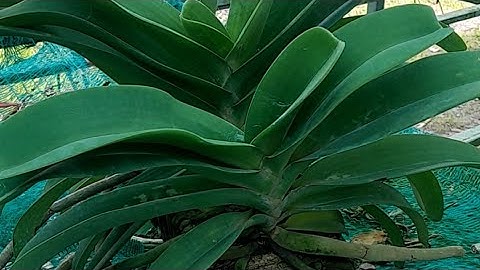 2/4 bán thanh lý lan ngọc điểm rừng. sđt, zalo 0987157820||@vuonlanhaiyen