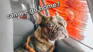 Dog Thinks Car Wash Is A TORNADO 🌪⚡️ by Isa, Hugo & Tom French Bulldog 36,527 views 2 years ago 2 minutes, 27 seconds