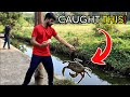 I caught this huge crab while fishing in the wild