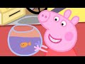 Peppa Pig Italiano - La piccola Goldie - Collezione Italiano - Cartoni Animati