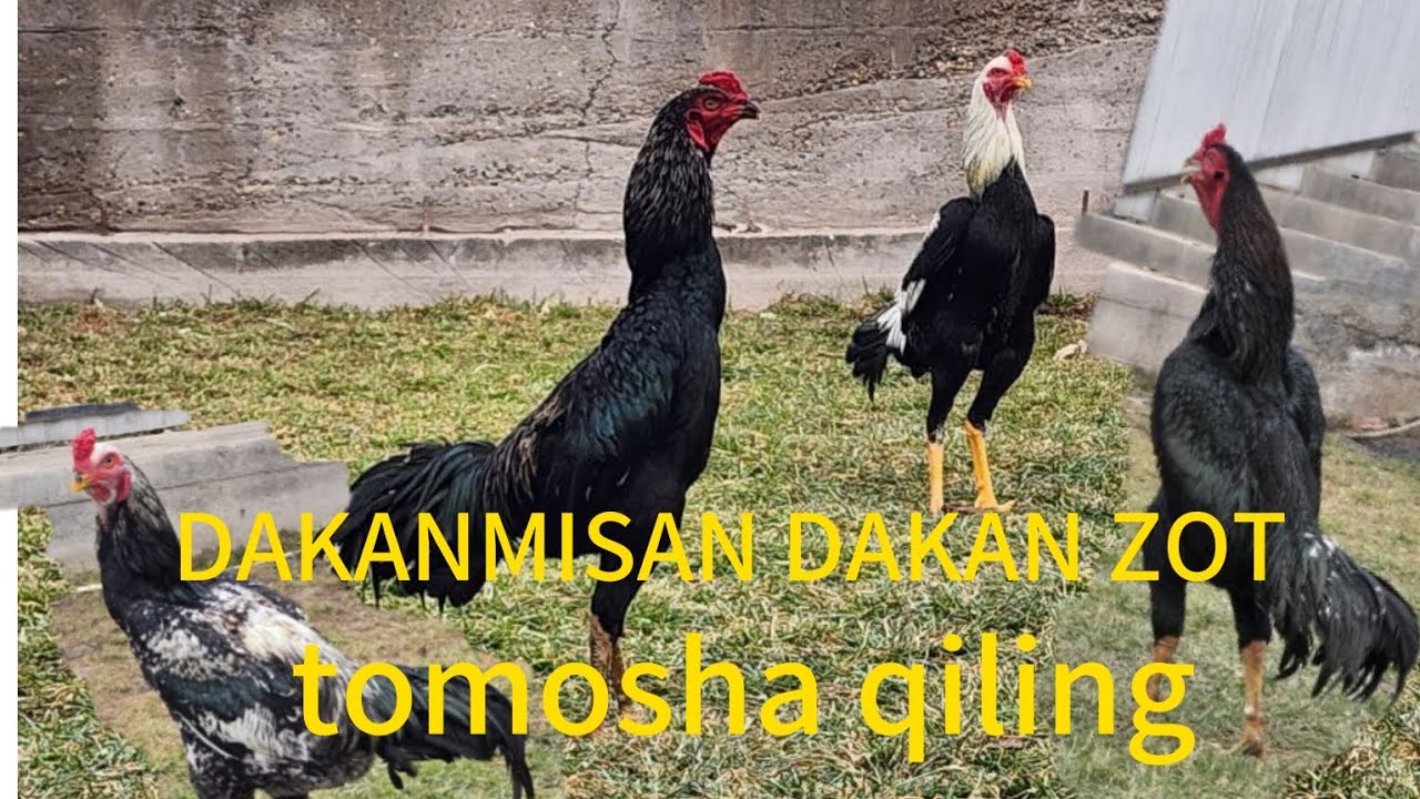 DAVRA BOP DAKAN XOROZLAR TOMOSHA QILING 