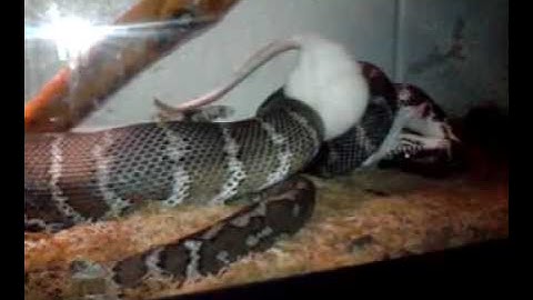Irian Jaya Carpet python feeding!!!!